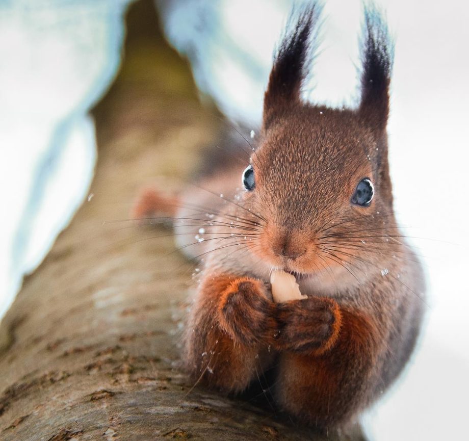 Створення сайтів wordpress на темі 33DA місто Тернопіль Створення сайтів Тернопіль, Создание сайтов wordpress на теме 33DA город Тернополь Создание сайтов Тернополь