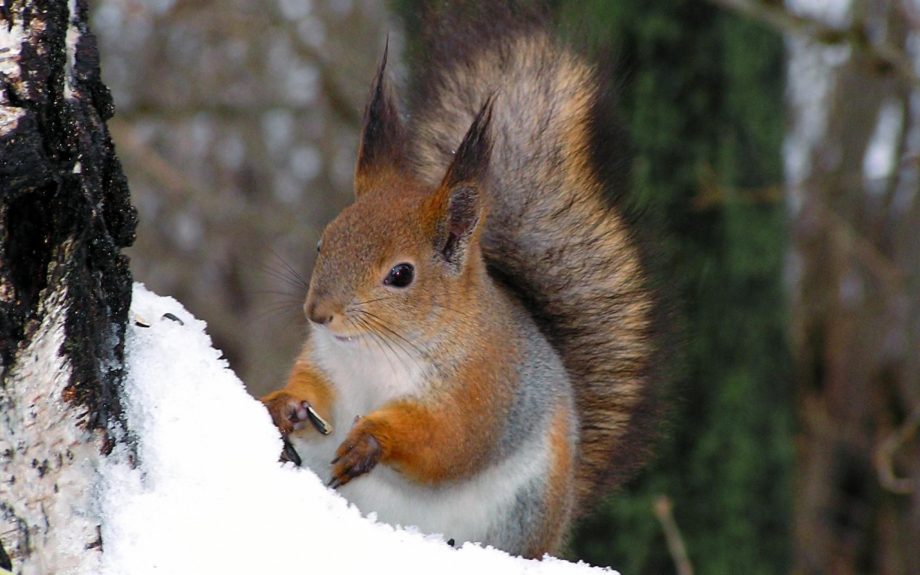 Розробка сайтів wordpress на темі 33DA місто Київ Розробка сайтів Київ, Разработка сайтов wordpress на теме 33DA город Киев Разработка сайтов Киев